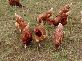 ISA Brown hens