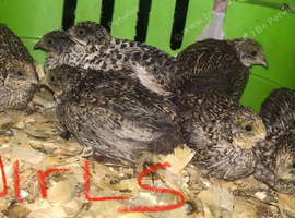 SEXED QUAILS/CHINESE PAINTED BUTTONS !