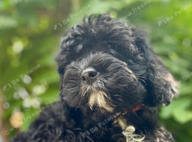 F1 cavapoo babies