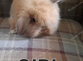 Beautiful lops avalible