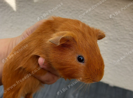 Baby guinea pigs ready now