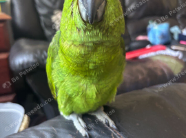 yellow naped amazon baby ( 1 left )