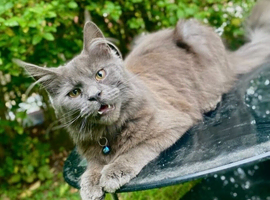 Rehoming Maine Coon Cats
