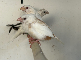 Various Stunning Bengalese Finches