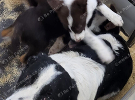 Red and white border collies puppies