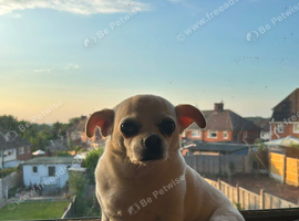 Chug too a good home