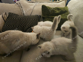 Stunning Ragdoll Kittens Available &ndash; Worcester