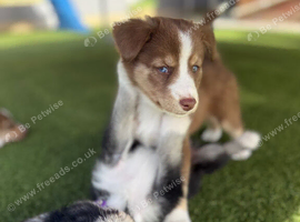 Labradoodle &times; Siberian Husky Puppies - Bury