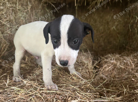 One beautiful Jack Russell puppy available