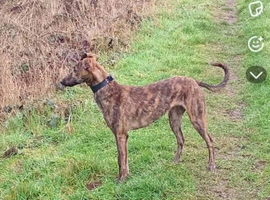 Saluki whippet greyhound bitch