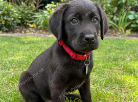 Labrador pups health tested