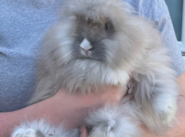 Boy and girl angora babies