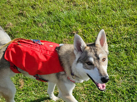 Inuit X Timber Wolfdog