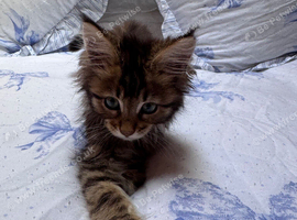 Beautiful Boy REDUCED