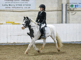 11.3 Mini cob gelding pony club/ Hunting pony