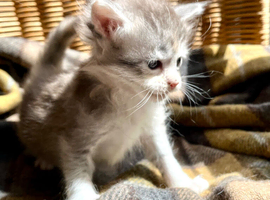 Blue & White Silver Tortie