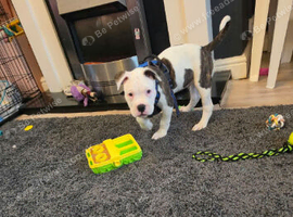 12 week old boy
