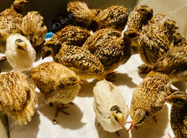 Point of lay Jumbo Coturnix Quail