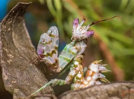 Birthday Week-end Surprise - Full Set Up with Free Preying Mantis