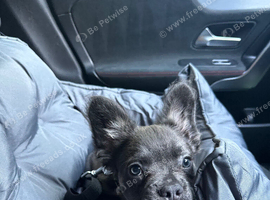 Puppy rehoming