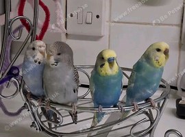 Budgies, Cage, Toys and other bits for sale