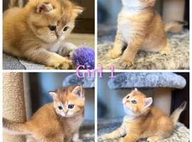 Golden British Shorthair kittens