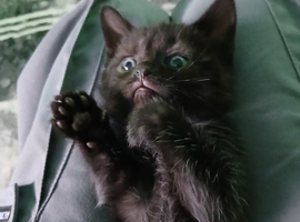 Gorgeous dark grey and black tabby boy.