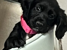 Cocker spaniel puppy
