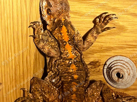 Unsexd painted agama