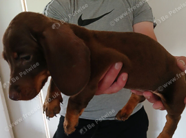 Minitature daschound