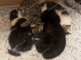 3 beautiful kittens