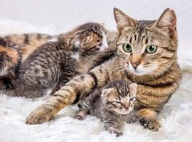 American Curl kitten for sale