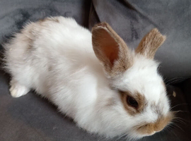8wk old girl with 1 shorter ear