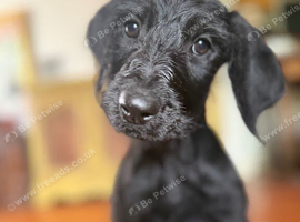 2 puppies names yet to come