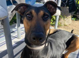 Dobermann
