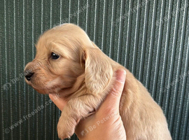 Cream Longhair Miniature dachshund