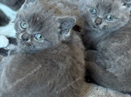 2 males and 2 females