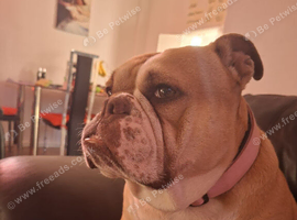 5 year old female British bulldog