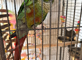Green cheek