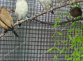 Silverbills