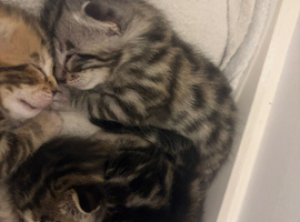 4 beautiful part bengal kittens