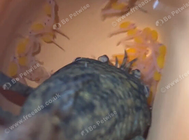 Honeycomb pleco trio