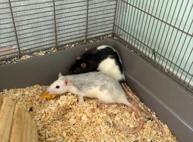 2 young females