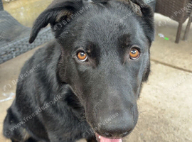 BLAZE 8 months old