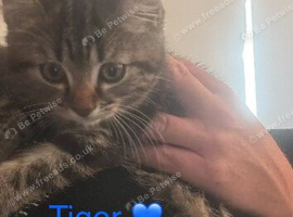 1 boy Mainecoon kitten left