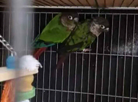 Green cheek conures