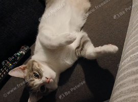 1 boy 1 girl 6 months old mum a tabby dad a turkish van