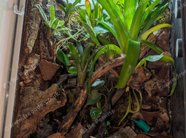 4 x Bumblebee Dart Frogs