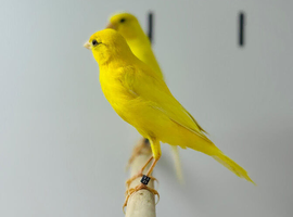 Canaries