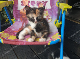 Kittens looking for forever home